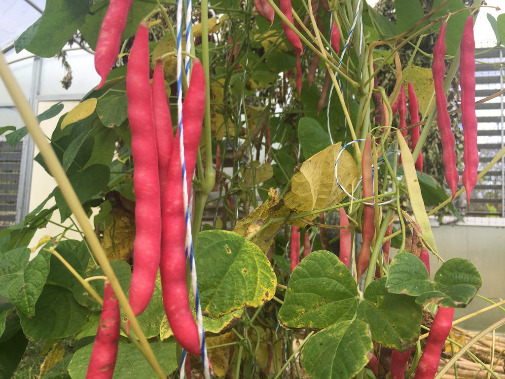 Frijol Rojo de Seda (Red Silk Bean)