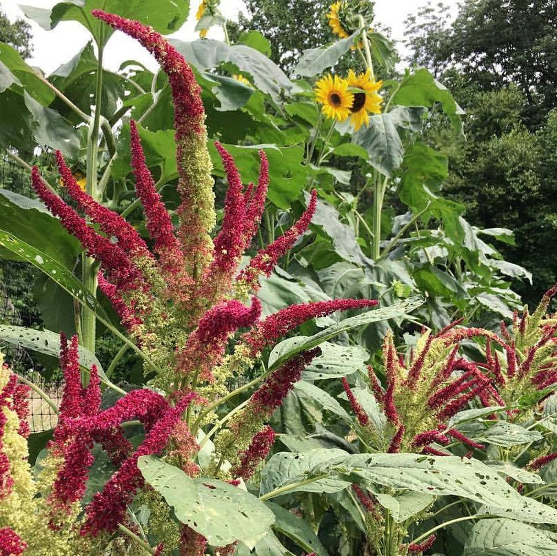 amaranth seed plant Golden Red Amaranth