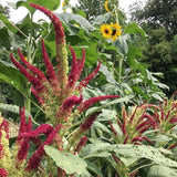Golden Red Amaranth