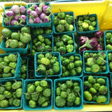 Green Pumpkin Eggplant (Ka)