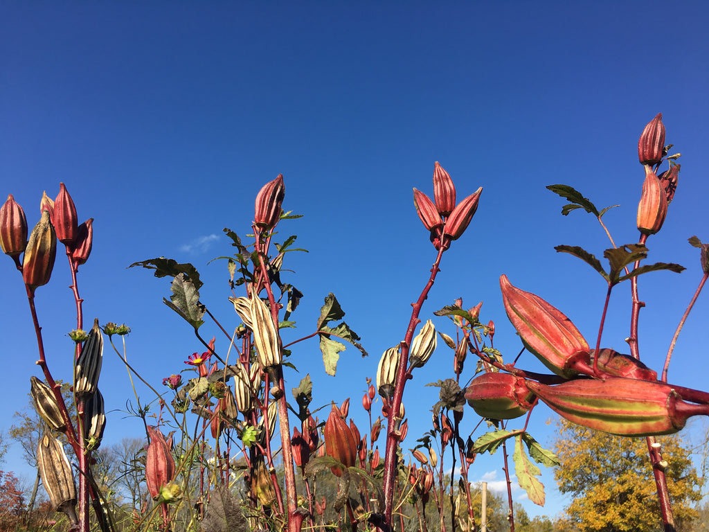 thumbnail image 2 of 30 Hill Country Red Okra Seeds | Non-GMO | For 2025 Season | Easy To Grow 2 of 4