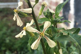 Ice-bred Arugula