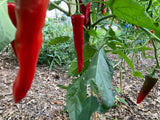 Korean Hong-Gochu Pepper