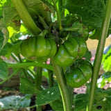 Green Pumpkin Eggplant (Ka)
