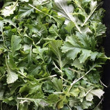 Mizuna Landrace