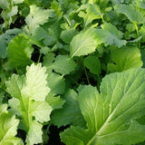 Mizuna Landrace