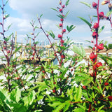 Chin Baung (Burmese Roselle Leaf)
