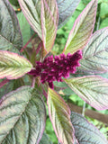 Vita Cypriot Amaranth