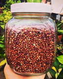 Coral Sorghum