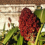 Coral Sorghum
