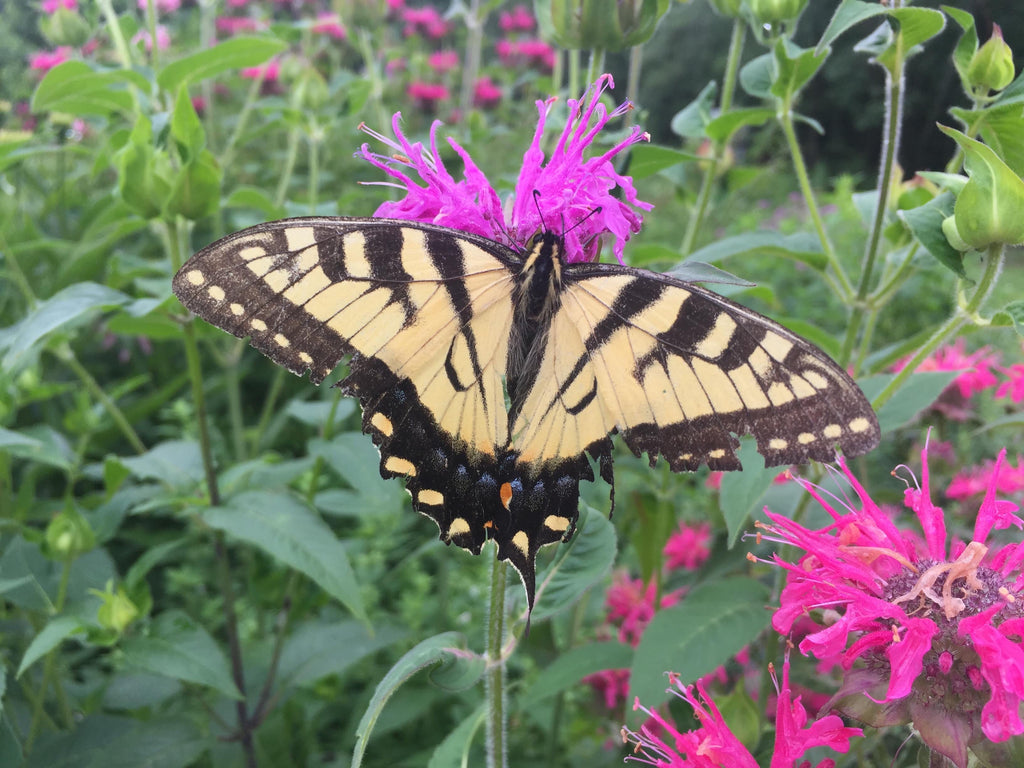 Bee Balm (Magenta) – Truelove Seeds