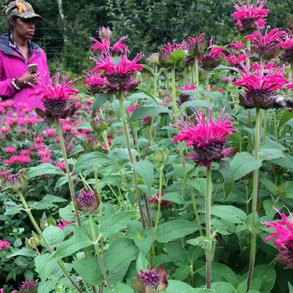 bee palm plant Bee Balm (Magenta)