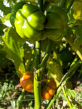 Green Pumpkin Eggplant (Ka)