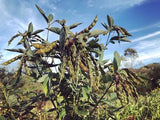 Northern Adapted Pigeon Peas (Gandules)