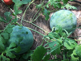Egusi Melon