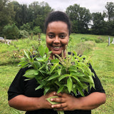 Besobela (Ethiopian Basil)