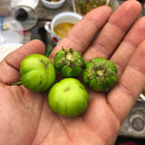 Green Pumpkin Eggplant (Ka)