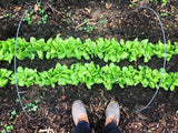 Landis Winter Lettuce