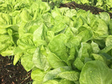 Landis Winter Lettuce