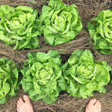 Landis Winter Lettuce