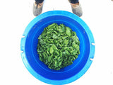 Landis Winter Lettuce