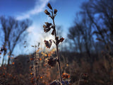 Lemon Balm