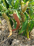 Macedonian Grilling Pepper