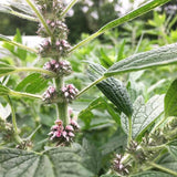 Motherwort