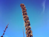 Motherwort