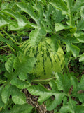 Osh Kirgizia Watermelon