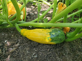 Palestinian Summer Squash Mix