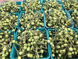 Pea Eggplant (Noong Ta Klong Pea)