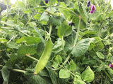 Pois Geant Sans Parchemin (Giant Snow Pea)