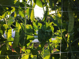 Pois Geant Sans Parchemin (Giant Snow Pea)