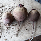 Robuschka Beet