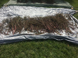 Robuschka Beet