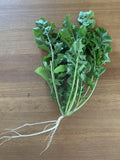 Sicilian Rocket (Arugula)
