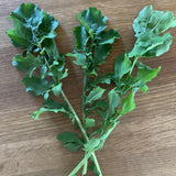 Sicilian Rocket (Arugula)