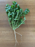 Sicilian Rocket (Arugula)
