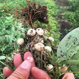 Bambara Groundnuts Mix
