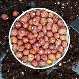 Bambara Groundnuts Mix