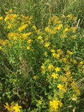 St. John's Wort