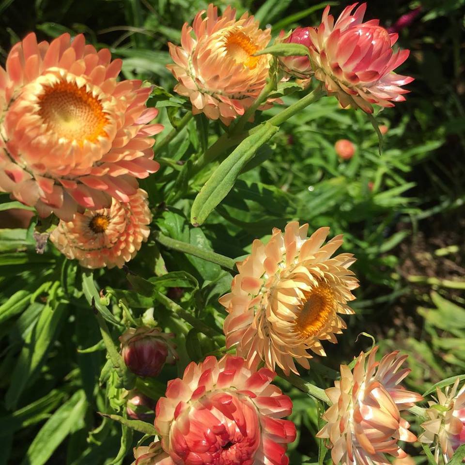 straw flower seeds Strawflower – Truelove Seeds