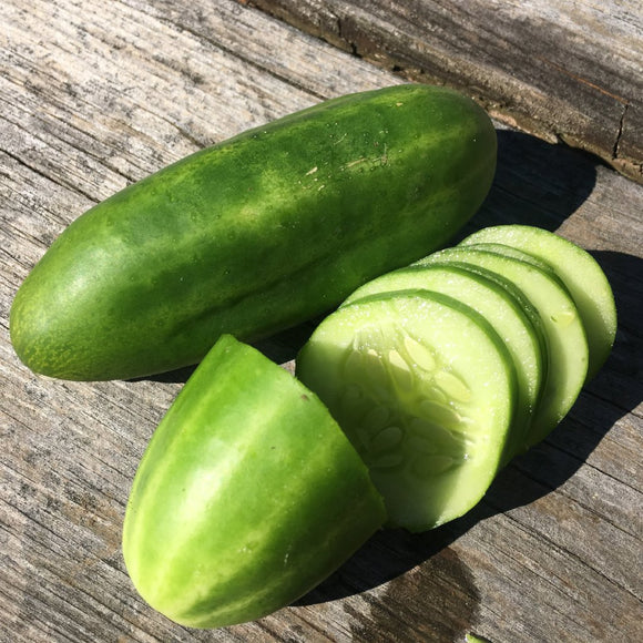 Syrian Smooth Cucumber