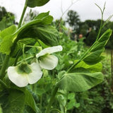 Syrian Pea flower