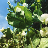 Syrian Pea flowers