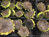 Transylvanian Giant Sunflower Mix