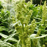 Winterspinat Haldenstein (Winter Spinach)