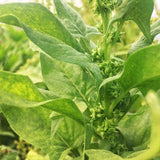 Winterspinat Haldenstein (Winter Spinach)