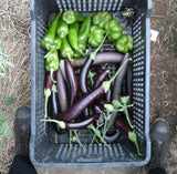 Violetta Lunga Eggplant